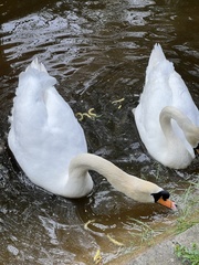 Cygnus olor