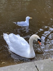 Cygnus olor