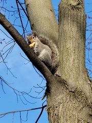 Sciurus carolinensis