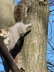 Sciurus carolinensis