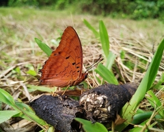 Charaxes lucretius lucretius