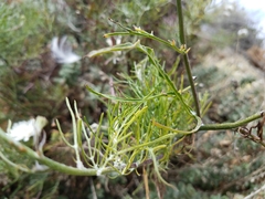 Malacothrix saxatilis implicata