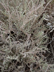 Frankenia thymifolia