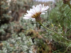 Malacothrix saxatilis implicata