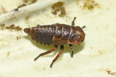 Oncopsis flavicollis