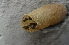 Nannotrigona