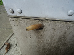 Nannotrigona