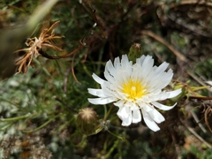Malacothrix saxatilis implicata
