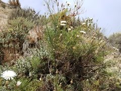 Malacothrix saxatilis implicata