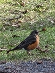 Turdus migratorius