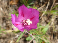 Clarkia amoena amoena