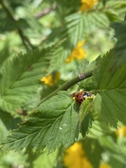 Harmonia axyridis