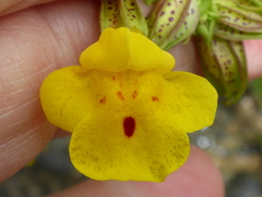 Erythranthe nasuta