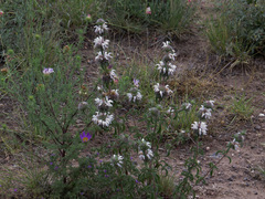 Monarda pectinata