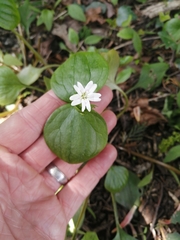 Claytonia sibirica