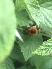 Bombus pascuorum
