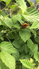 Bombus pascuorum