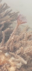 Bispira polyomma