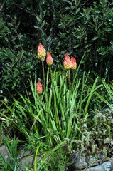 Kniphofia triangularis