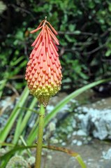 Kniphofia triangularis