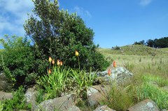 Kniphofia triangularis