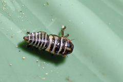 Oncopsis flavicollis