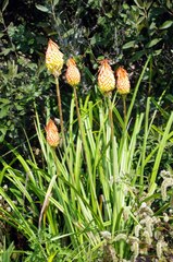 Kniphofia triangularis