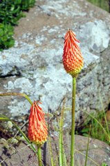 Kniphofia triangularis