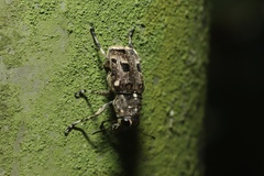 Tropiderini