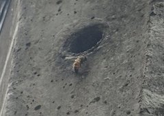 Apis mellifera