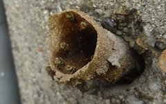 Nannotrigona