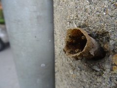 Nannotrigona