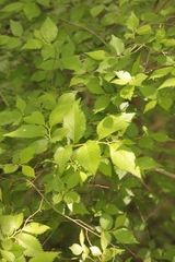 Ulmus minor minor