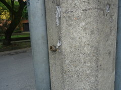 Nannotrigona