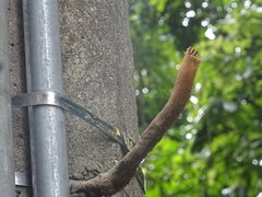 Nannotrigona