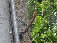 Nannotrigona