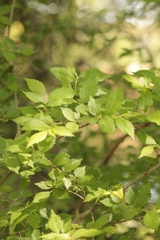 Ulmus minor minor