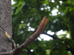 Nannotrigona