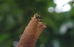 Nannotrigona