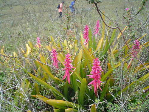 Aechmea marauensis (Aechmea marauensis)