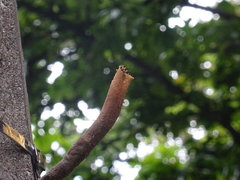 Nannotrigona