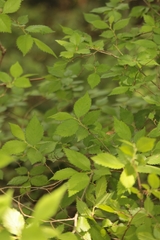 Ulmus minor minor