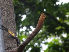 Nannotrigona