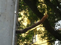 Nannotrigona