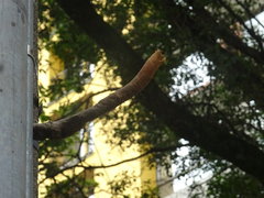 Nannotrigona