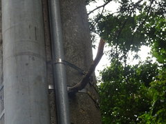 Nannotrigona
