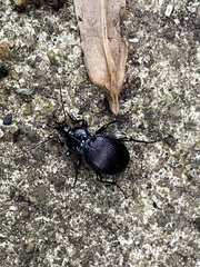 Sphaeroderus stenostomus