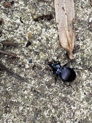 Sphaeroderus stenostomus