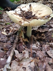 Megacollybia platyphylla image