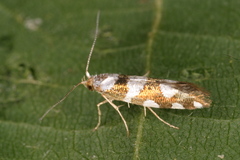 Argyresthia brockeella